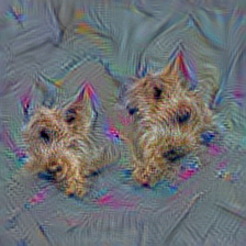 n02094114 Norfolk terrier